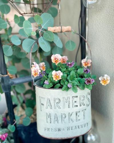 ビオラ（サムネイル画像）