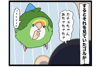 女帝インコのお見送り。そしてお約束の…／ゴルちゃんの葛藤【鳥マンガ＃70】
