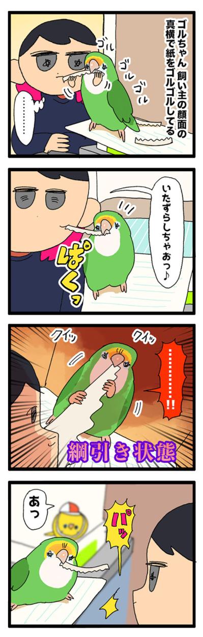 期間限定ボイス・インコの「ぺっちょん」一体どんな意味？【鳥マンガ＃72】（サムネイル画像4）