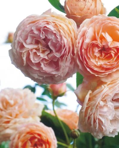 「10㎡のベランダがまるでバラ園！」室外機4台でも美しく咲かせた、達人のガーデン術とは？（サムネイル画像4）