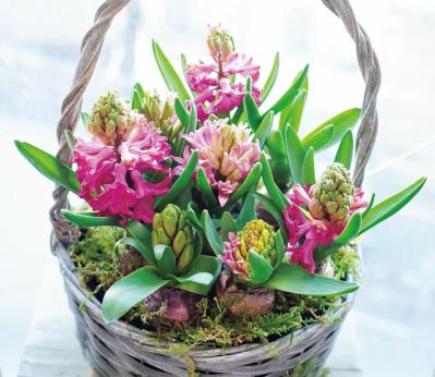  ヒヤシンス　寄せ植え（サムネイル画像）