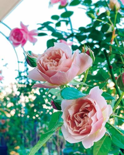 「10㎡のベランダがまるでバラ園！」室外機4台でも美しく咲かせた、達人のガーデン術とは？（サムネイル画像5）