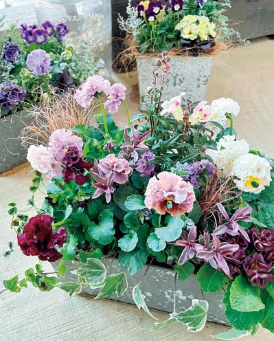 ビオラ　パンジー（サムネイル画像）