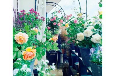 「10㎡のベランダがまるでバラ園！」室外機4台でも美しく咲かせた、達人のガーデン術とは？