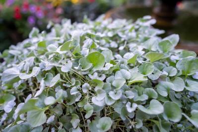 【ガーデニング】夏の庭仕事がラクに！水やり・草取りが減るグラウンドカバー［8選］（サムネイル画像9）