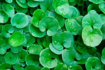 【ガーデニング】夏の庭仕事がラクに！水やり・草取りが減るグラウンドカバー［8選］（サムネイル画像10）