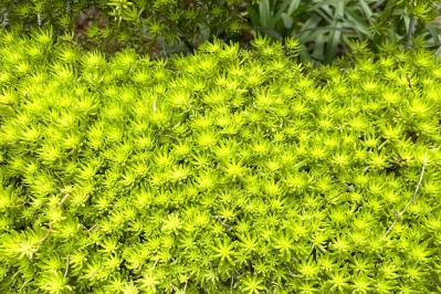 【ガーデニング】夏の庭仕事がラクに！水やり・草取りが減るグラウンドカバー［8選］（サムネイル画像4）