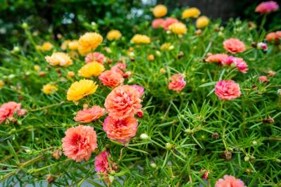 【ガーデニング】夏の庭仕事がラクに！水やり・草取りが減るグラウンドカバー［8選］