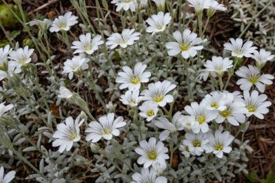 【ガーデニング】夏の庭仕事がラクに！水やり・草取りが減るグラウンドカバー［8選］（サムネイル画像7）