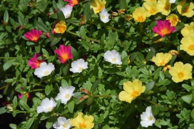 【ガーデニング】夏の庭仕事がラクに！水やり・草取りが減るグラウンドカバー［8選］（サムネイル画像8）