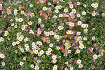 【ガーデニング】夏の庭仕事がラクに！水やり・草取りが減るグラウンドカバー［8選］（サムネイル画像11）