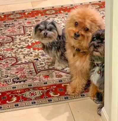 【浅田美代子さん・69歳】「面白がって生きなさい」 樹木希林さんからもらった言葉は今も大事に心の中に（サムネイル画像3）