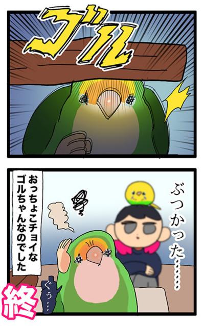 コザクラインコ・ゴルちゃんの謎行動！頭ぶつけた意外な理由とは？【鳥マンガ＃74】（サムネイル画像5）