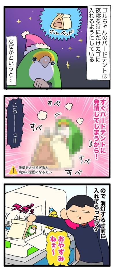 コザクラインコの夜更かしと発情対策／インコも人の気持ちが分かるんです【鳥マンガ＃77】（サムネイル画像4）