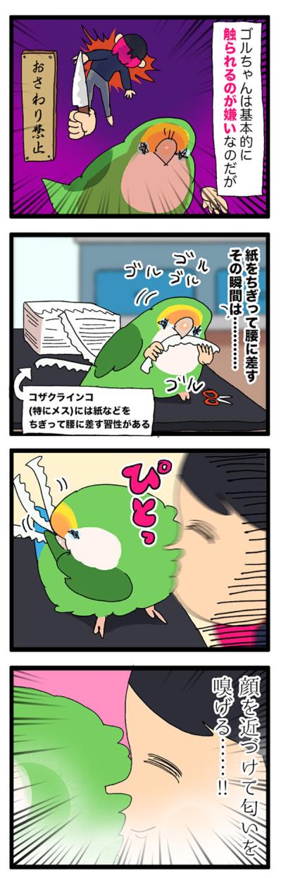 インコの集中力がすごい／「頼られる幸せ」インコ飼いの胸キュンエピソード！【鳥マンガ＃75】（サムネイル画像3）