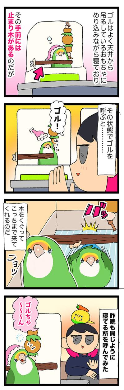 コザクラインコ・ゴルちゃんの謎行動！頭ぶつけた意外な理由とは？【鳥マンガ＃74】（サムネイル画像4）