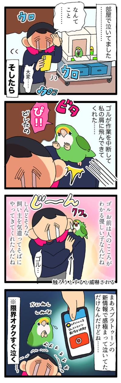 コザクラインコの夜更かしと発情対策／インコも人の気持ちが分かるんです【鳥マンガ＃77】（サムネイル画像6）