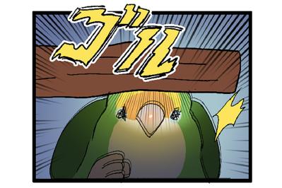 コザクラインコ・ゴルちゃんの謎行動！頭ぶつけた意外な理由とは？【鳥マンガ＃74】