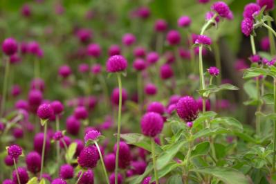 【ガーデニング】暑さ&乾燥に強い夏の花［8選］初心者でも簡単！（サムネイル画像14）