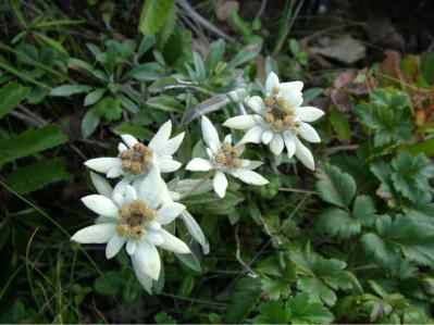 【夏の島旅】高山植物と海産物の宝庫・北海道【礼文島】を島旅のプロが深掘り！（サムネイル画像6）