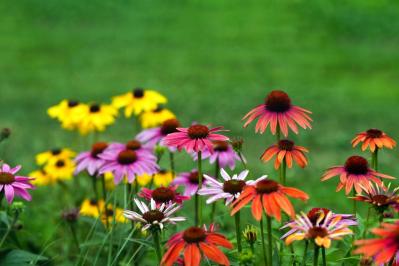 【ガーデニング】暑さ&乾燥に強い夏の花［8選］初心者でも簡単！