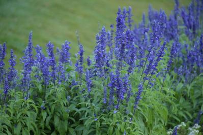 【ガーデニング】暑さ&乾燥に強い夏の花［8選］初心者でも簡単！（サムネイル画像3）