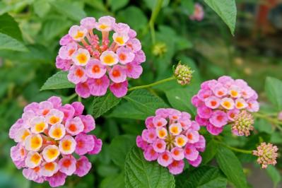 【ガーデニング】暑さ&乾燥に強い夏の花［8選］初心者でも簡単！（サムネイル画像13）