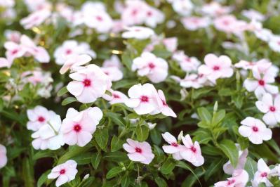 【ガーデニング】暑さ&乾燥に強い夏の花［8選］初心者でも簡単！（サムネイル画像10）