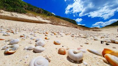 【夏の島旅】戦後80年の今こそ訪れたい【小笠原諸島】青い海が広がる3島のおすすめスポットは？（サムネイル画像15）