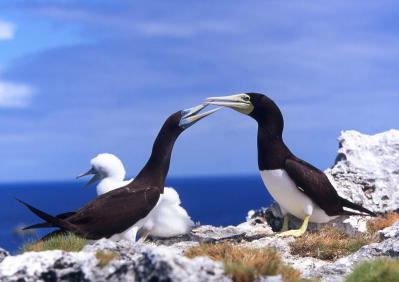 【夏の島旅】戦後80年の今こそ訪れたい【小笠原諸島】青い海が広がる3島のおすすめスポットは？（サムネイル画像13）