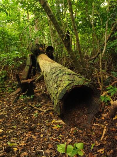 【夏の島旅】戦後80年の今こそ訪れたい【小笠原諸島】青い海が広がる3島のおすすめスポットは？（サムネイル画像11）