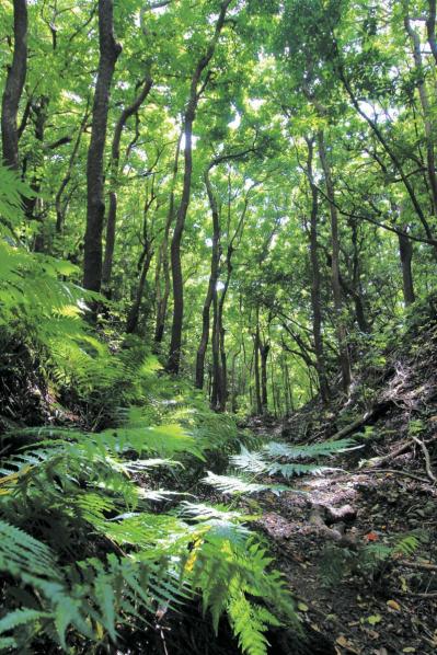 【夏の島旅】戦後80年の今こそ訪れたい【小笠原諸島】青い海が広がる3島のおすすめスポットは？（サムネイル画像10）
