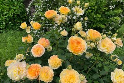 【ガーデニング】7月のバラ育てですべきこと。ゴマダラカミキリに要注意！（サムネイル画像）