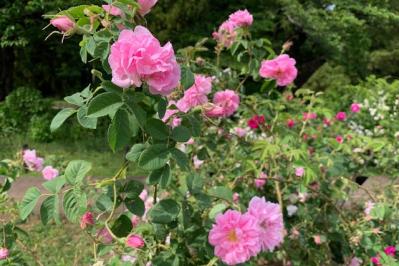 【ガーデニング】7月のバラ育てですべきこと。ゴマダラカミキリに要注意！（サムネイル画像2）