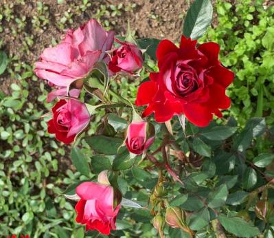 【ガーデニング】7月のバラ育てですべきこと。ゴマダラカミキリに要注意！（サムネイル画像5）