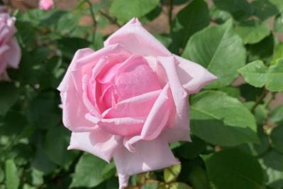 【ガーデニング】7月のバラ育てですべきこと。ゴマダラカミキリに要注意！（サムネイル画像3）