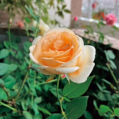 6.5㎡の“過酷な”環境のベランダを気持ちの良い場所にするガーデン術。「賃貸マンションならでは」のコツとは？（サムネイル画像3）