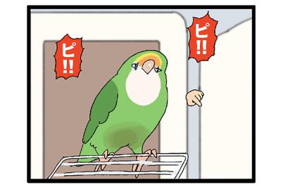 インコに使われる飼い主／「撫でて」ではなかったインコの気持ち【鳥マンガ＃81】