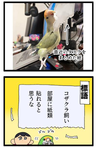 コザクラインコの飼い主に贈る標語／インコのゴルちゃん怒りの羽繕い【鳥マンガ＃79】（サムネイル画像5）