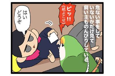 飼い主は常に許されている訳ではない／ラブバードを飼うと部屋が散らかりがち【鳥マンガ＃78】