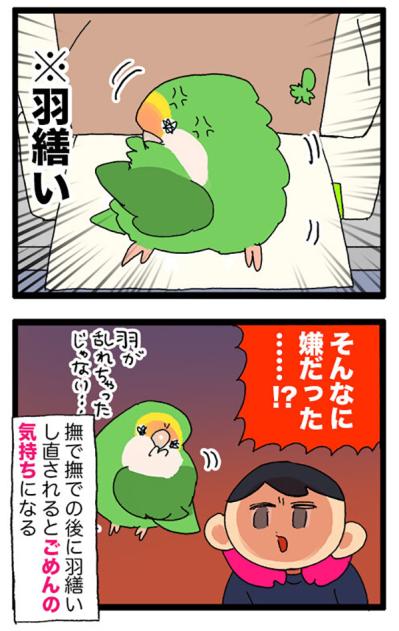 コザクラインコの飼い主に贈る標語／インコのゴルちゃん怒りの羽繕い【鳥マンガ＃79】（サムネイル画像7）