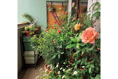 6.5㎡の“過酷な”環境のベランダを気持ちの良い場所にするガーデン術。「賃貸マンションならでは」のコツとは？