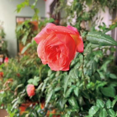 6.5㎡の“過酷な”環境のベランダを気持ちの良い場所にするガーデン術。「賃貸マンションならでは」のコツとは？（サムネイル画像5）