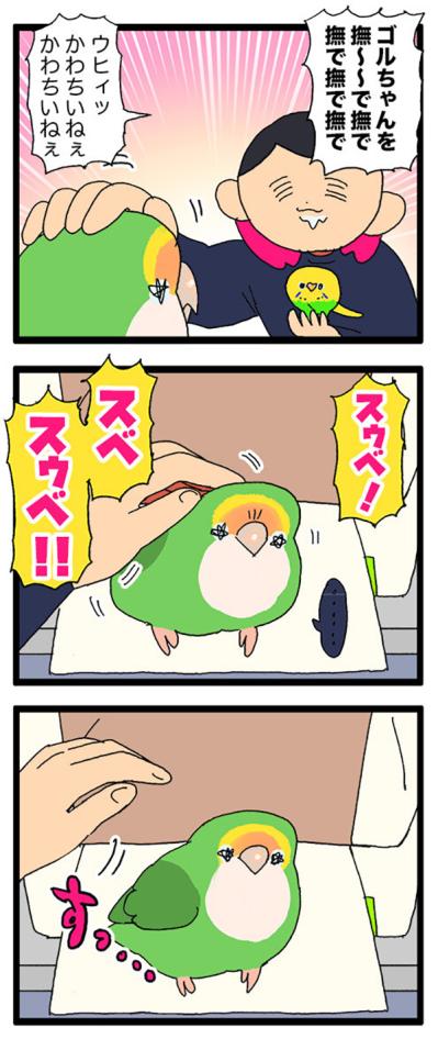 コザクラインコの飼い主に贈る標語／インコのゴルちゃん怒りの羽繕い【鳥マンガ＃79】（サムネイル画像6）