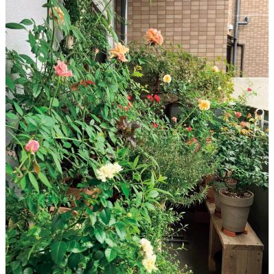 6.5㎡の“過酷な”環境のベランダを気持ちの良い場所にするガーデン術。「賃貸マンションならでは」のコツとは？（サムネイル画像2）