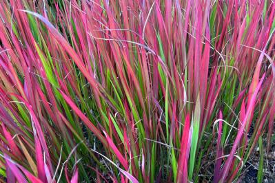 【ガーデニング】見た目も涼やか、手間いらず。夏の庭を彩るリーフ植物8選（サムネイル画像10）