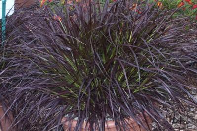 【ガーデニング】見た目も涼やか、手間いらず。夏の庭を彩るリーフ植物8選（サムネイル画像12）