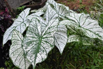 【ガーデニング】見た目も涼やか、手間いらず。夏の庭を彩るリーフ植物8選（サムネイル画像5）