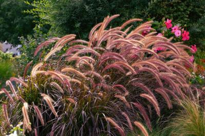 【ガーデニング】見た目も涼やか、手間いらず。夏の庭を彩るリーフ植物8選（サムネイル画像13）