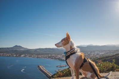 佐藤春夫の『西班牙犬の家』あらすじ紹介。  愛犬フラテが導く幻想世界！謎めいた一軒家へたどり着いたその先は？